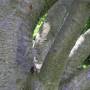 tree_branches.jpg